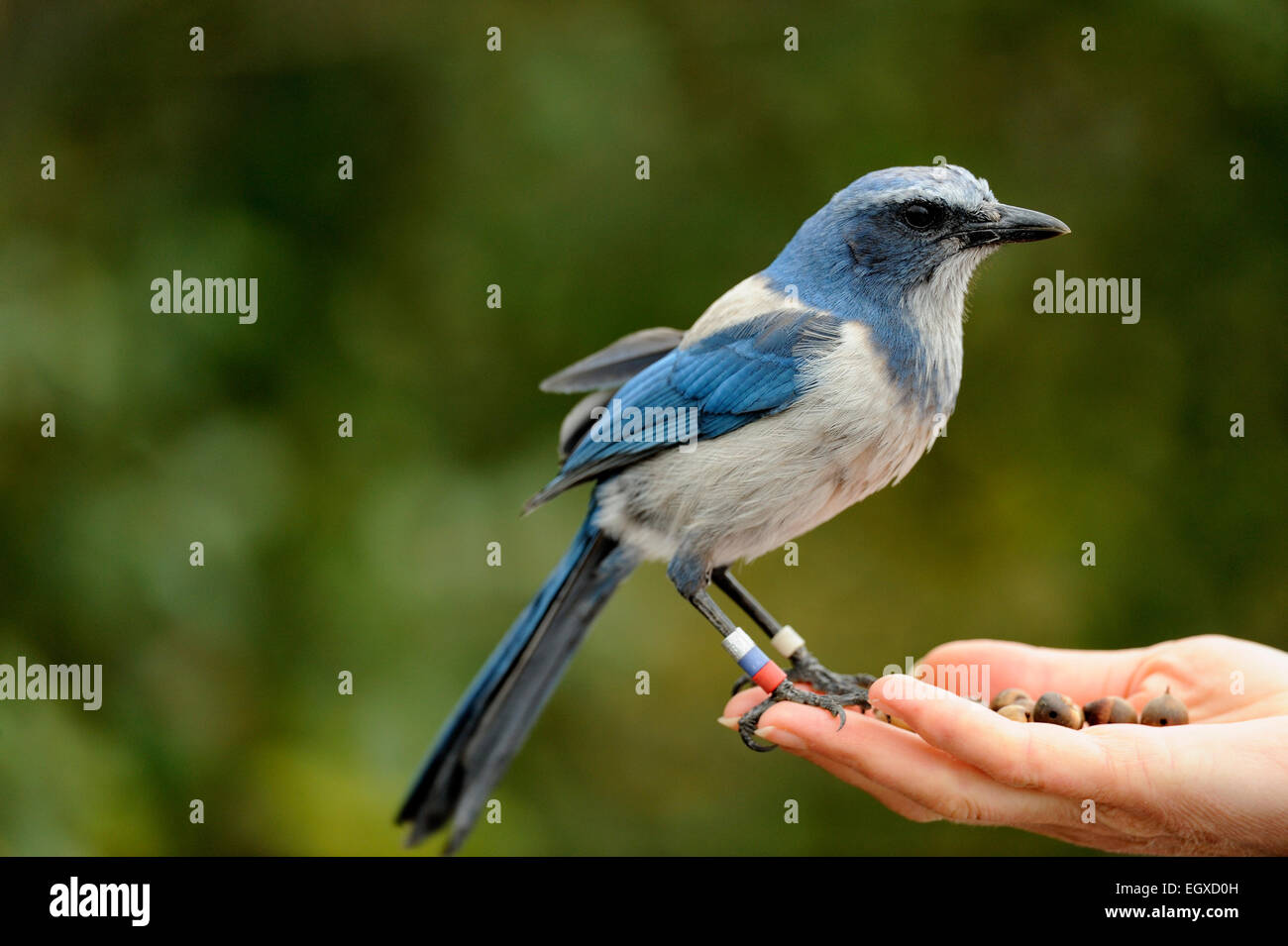 Tame Florida scrub jay proveniente da un visitatore la mano Oscar Scherer stato Parco Florida USA Foto Stock