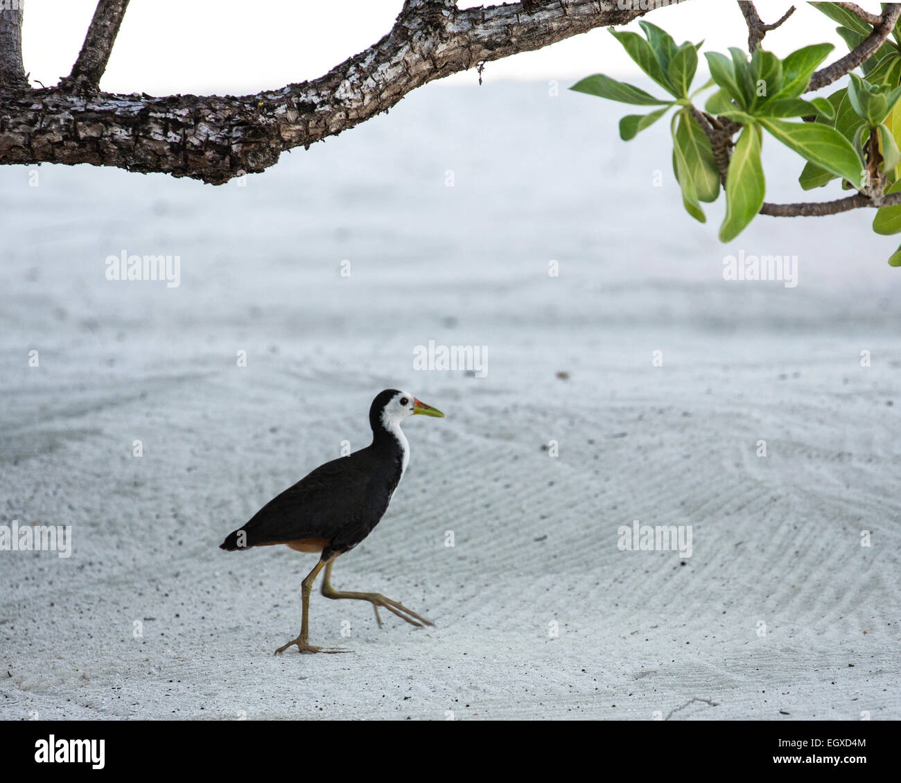 Maldivean bianco-petto di gallina di acqua (Amaurornis phoenicurus maldivus) in un resort nelle Maldive Foto Stock