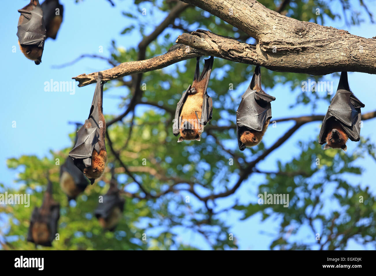 Indian Flying Fox (Pteropus giganteus) Foto Stock