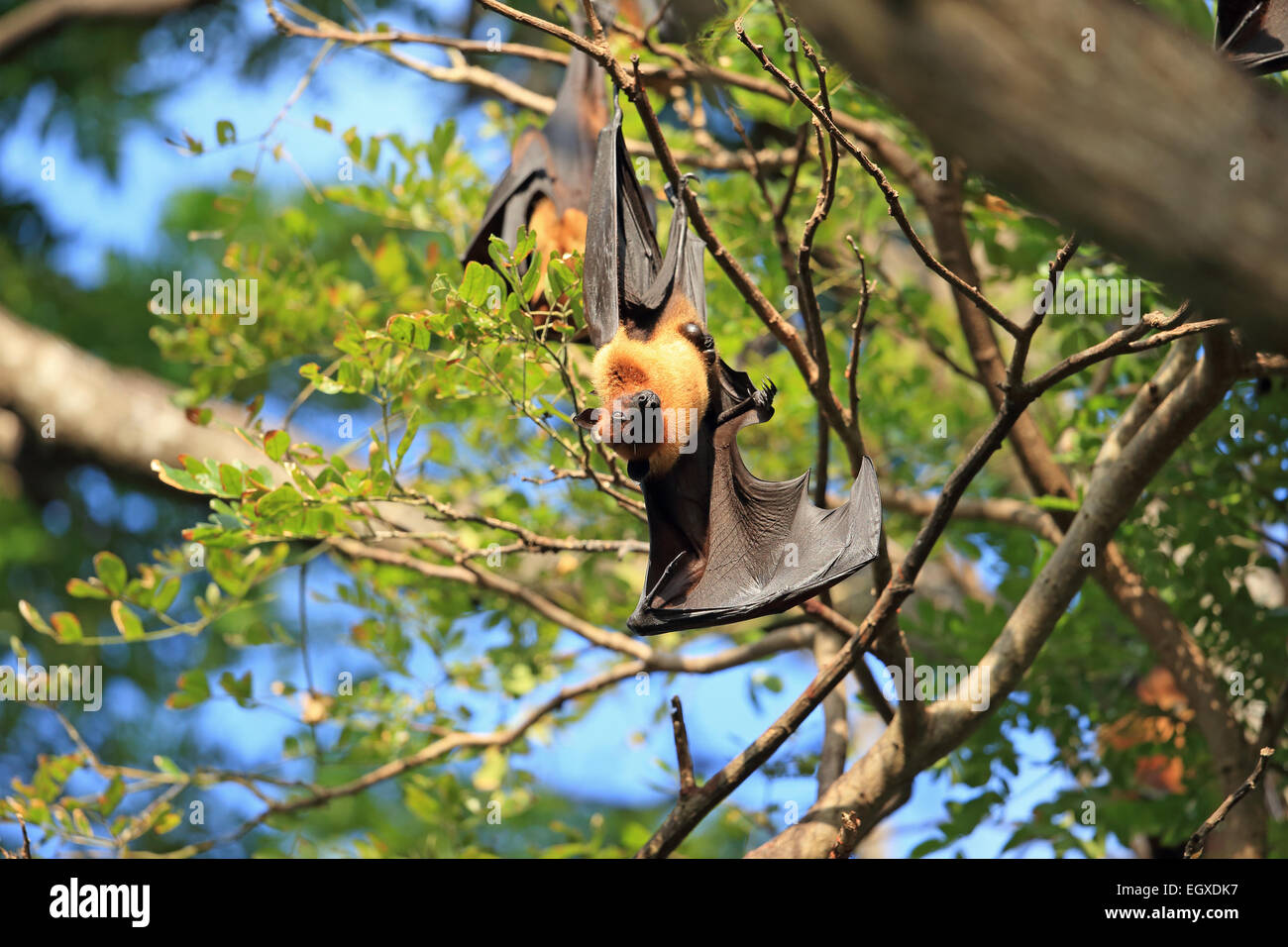 Indian Flying Fox (Pteropus giganteus) Foto Stock