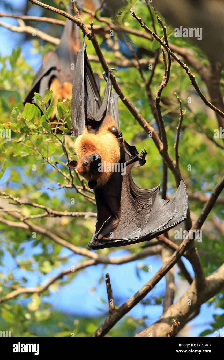 Indian Flying Fox (Pteropus giganteus) Foto Stock