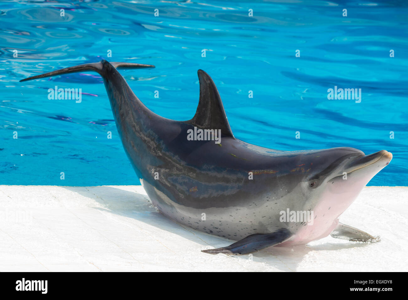 Il tursiope o delfino maggiore visualizza Foto Stock