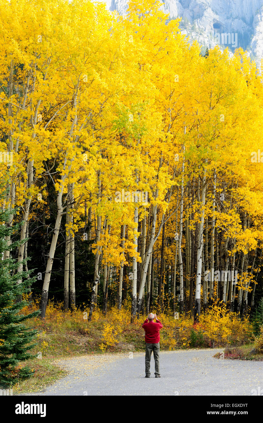 Turistica prendendo le foto di autunno Aspens on della Bow Valley Parkway, il Parco Nazionale di Banff, Alberta, Canada Foto Stock