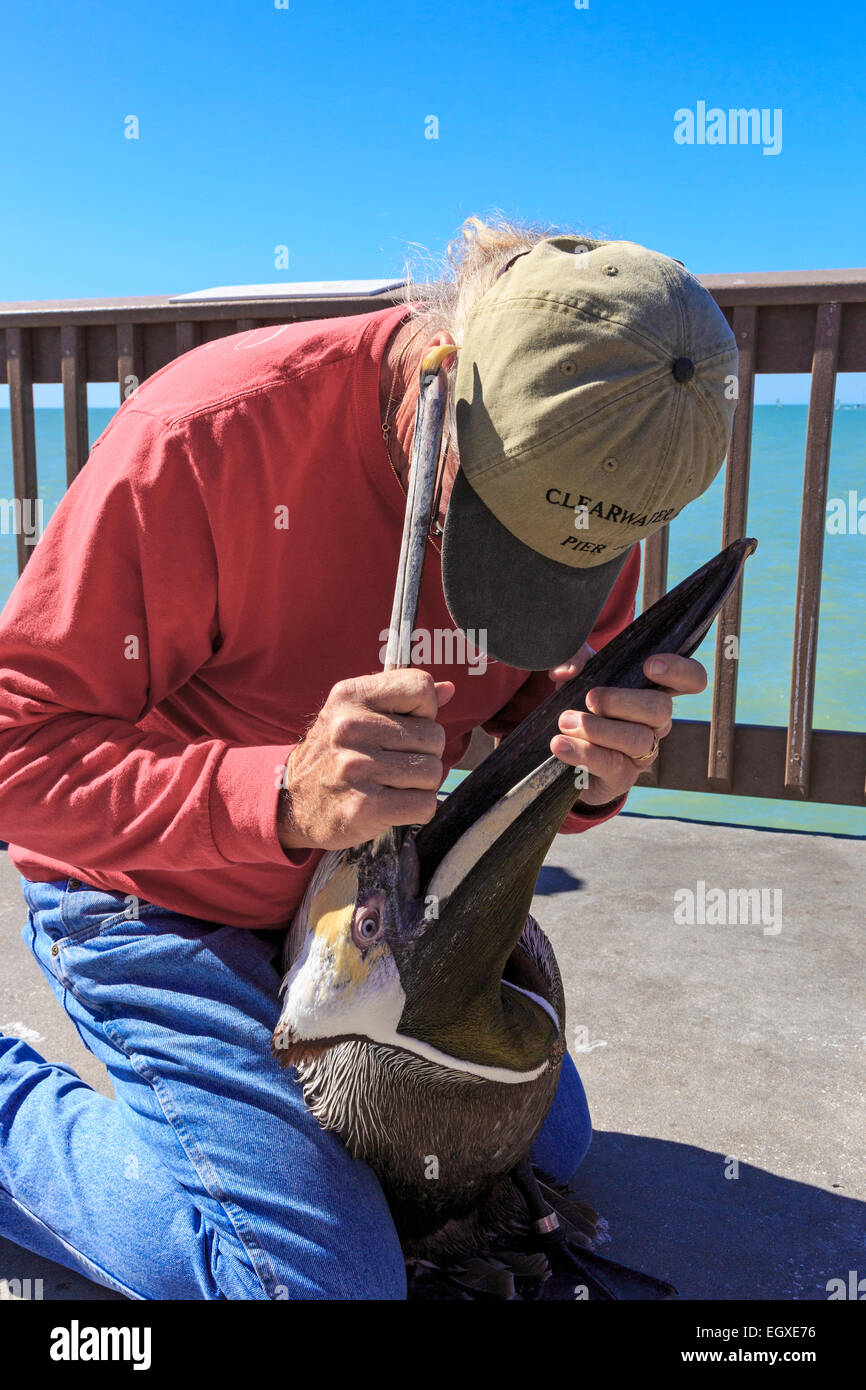 Pier attendant naturalista e controllo della custodia della gola e il becco di un pellicano bruno che aveva ingerito una lenza e gancio. Foto Stock