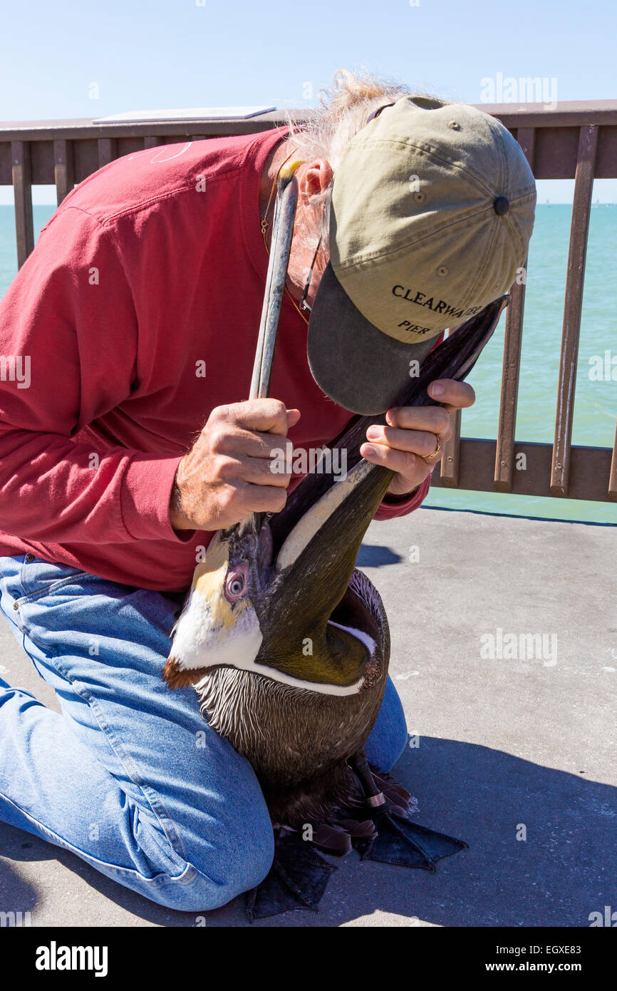 Pier attendant naturalista e controllo della custodia della gola e il becco di un pellicano bruno che aveva ingerito una lenza e gancio. Foto Stock