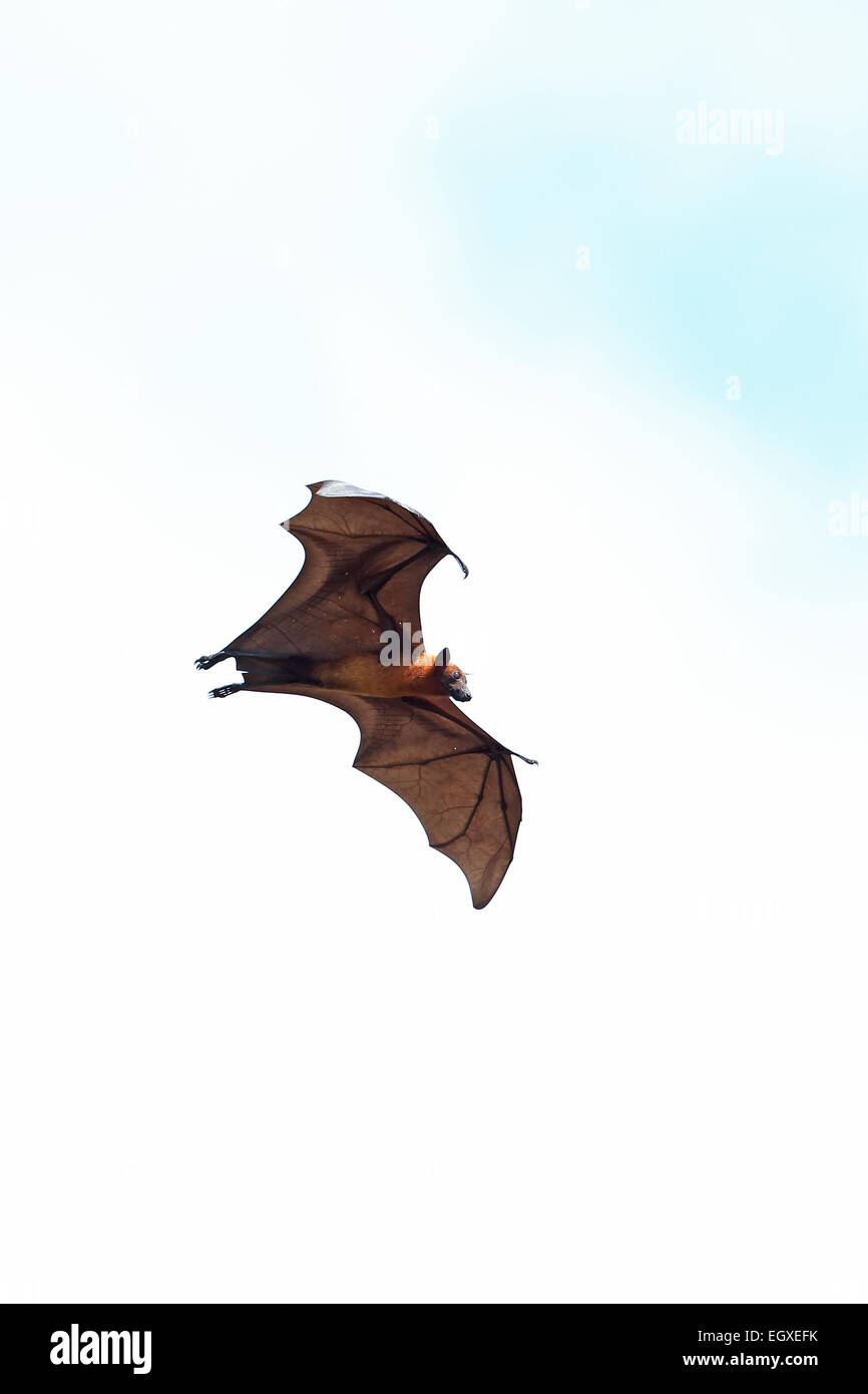 Indian Flying Fox (Pteropus giganteus) Foto Stock