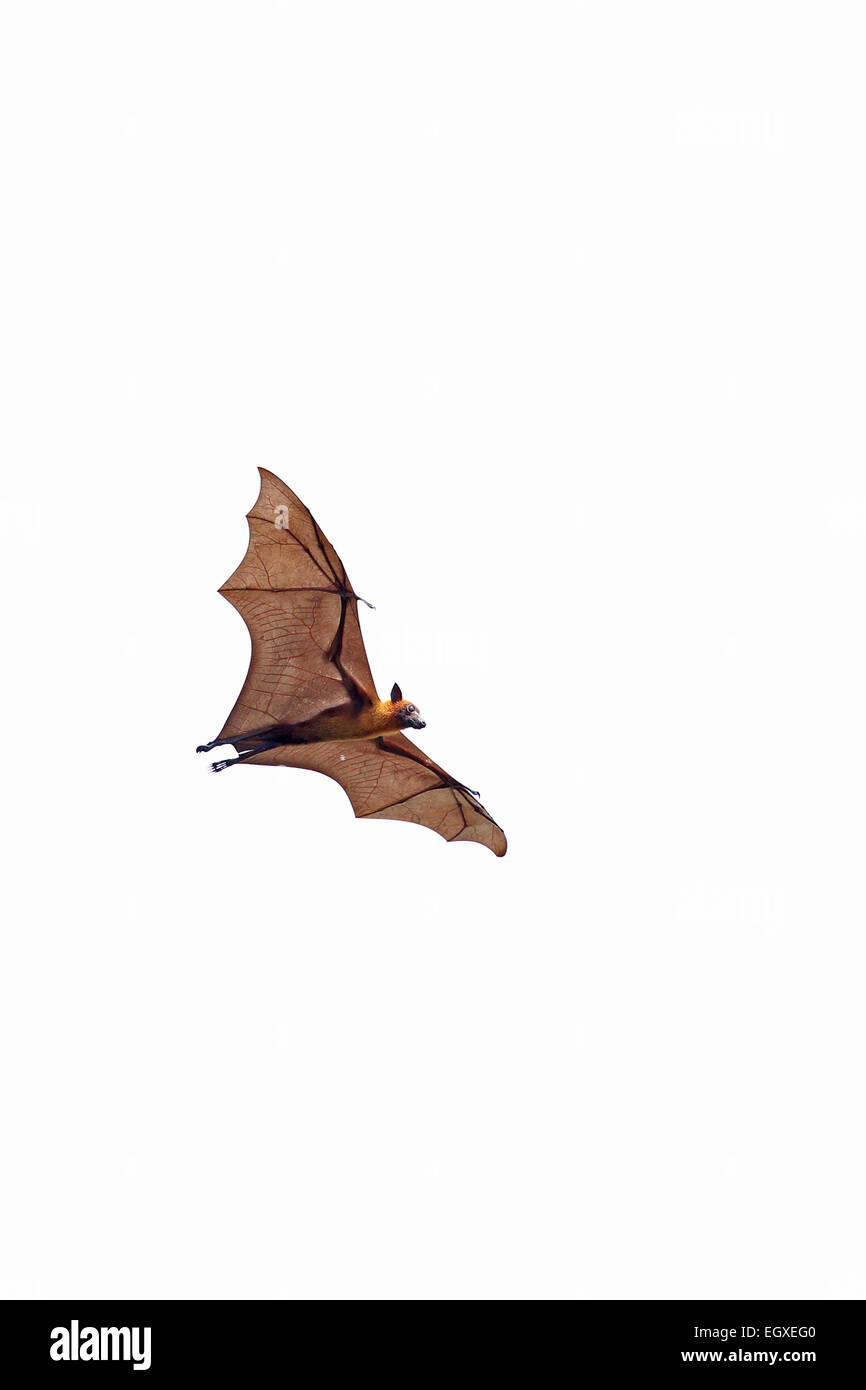 Indian Flying Fox (Pteropus giganteus) Foto Stock