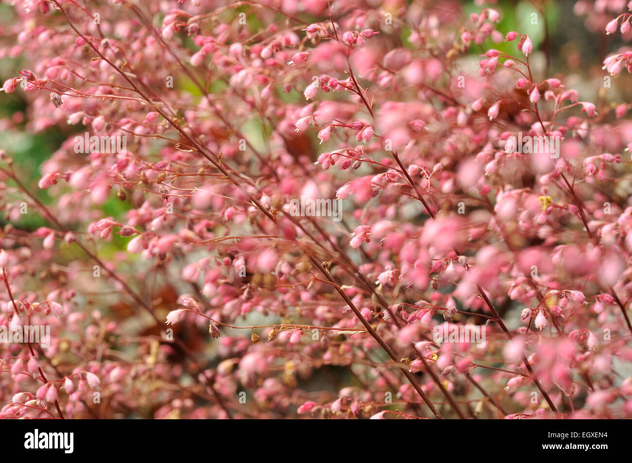 Primo piano dei fiori di Heuchera (campane di corallo) di una calda tonalità rosa. Foto Stock