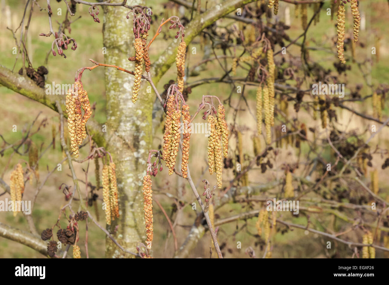 fiori maschili e femminili di ontano comune durante la primavera Foto Stock