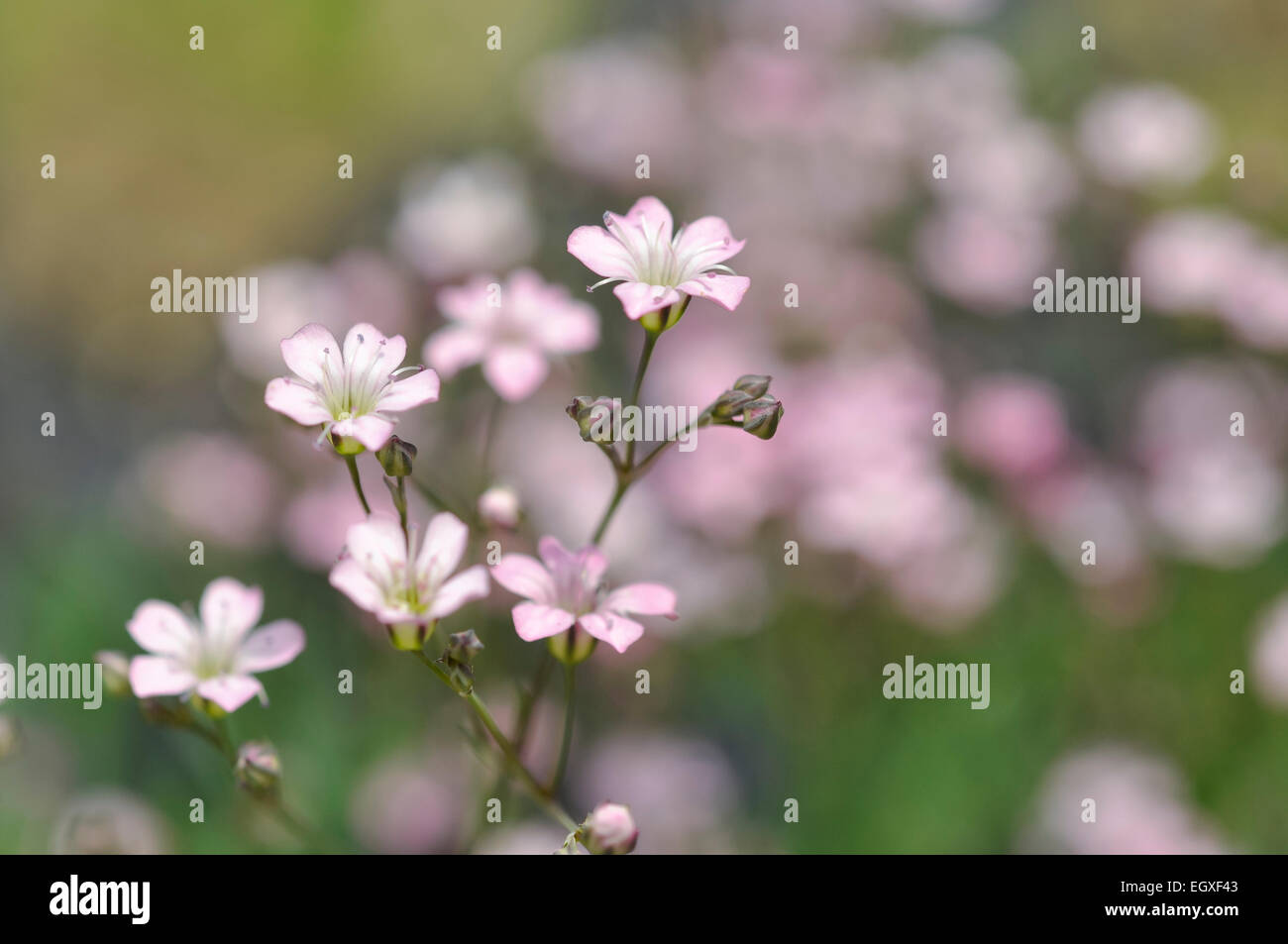 Rosa pallido Gypsophila repens con dolce fiori su steli sottili. Morbido sfondo sfocato. Foto Stock
