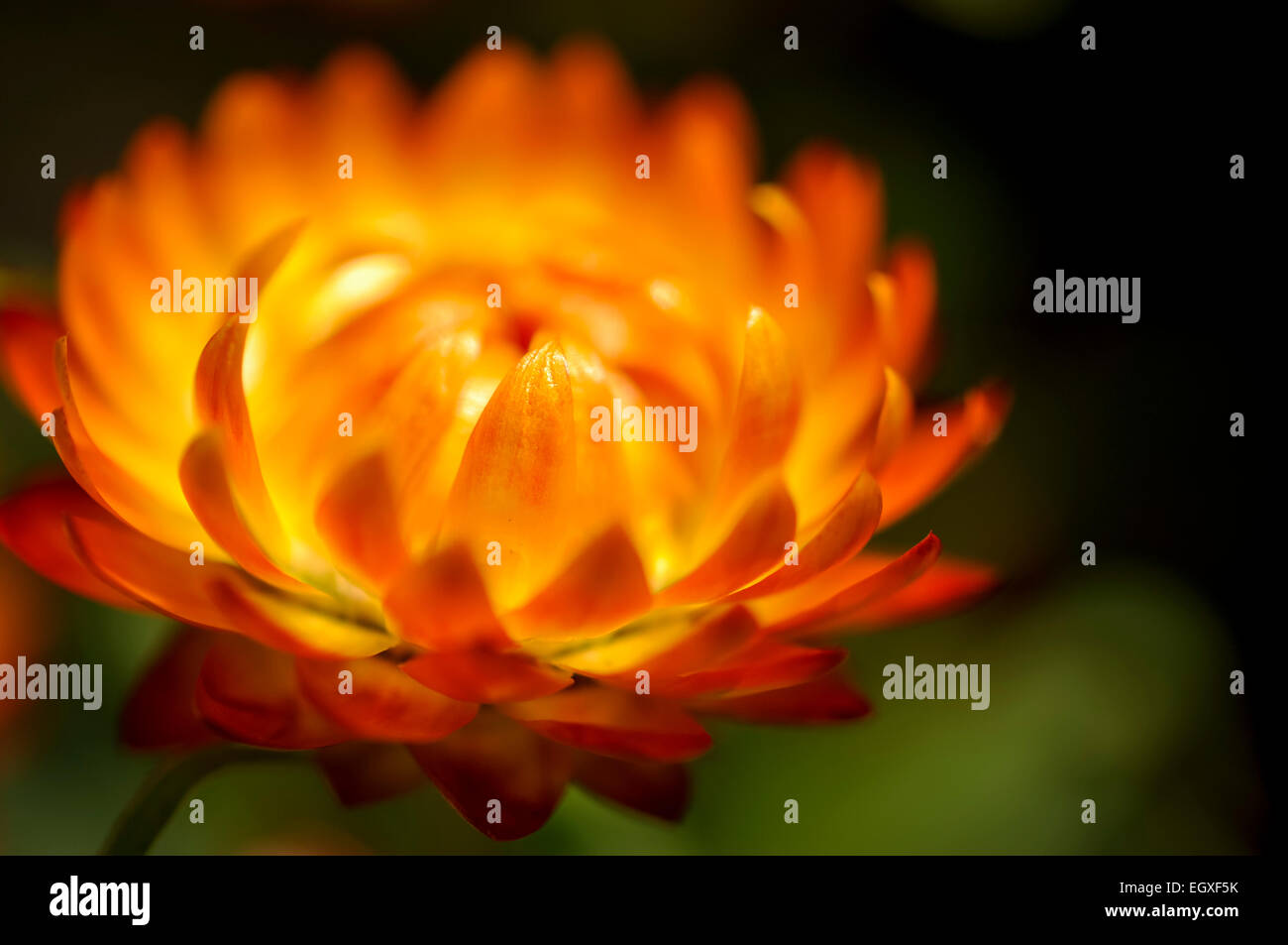 Fiery orange Helichrysum Bracteatum fiore nel vicino. Foto Stock