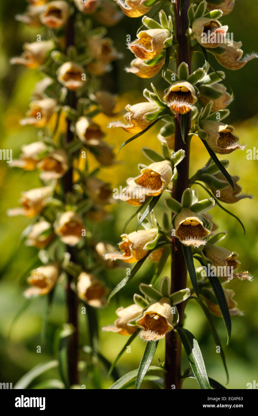 Digitalis Ferruginea (Rusty Foxglove). Un perenne Foxglove con giallo e fiori d'arancio. Foto Stock