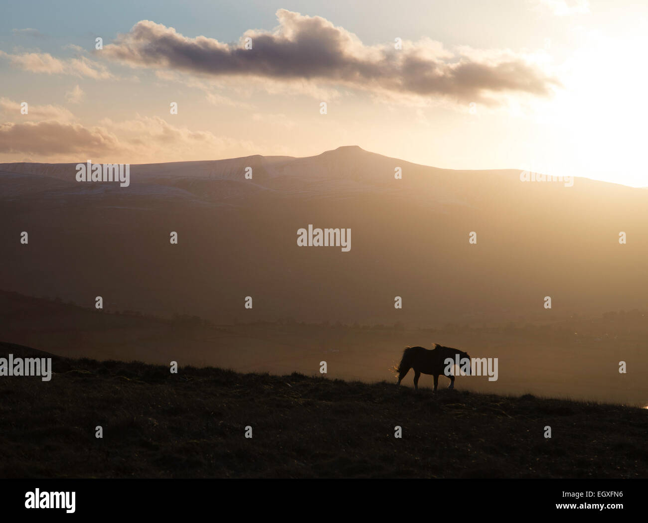 Welsh pony di montagna nell'impostazione di sole nel Parco Nazionale di Brecon Beacons Foto Stock