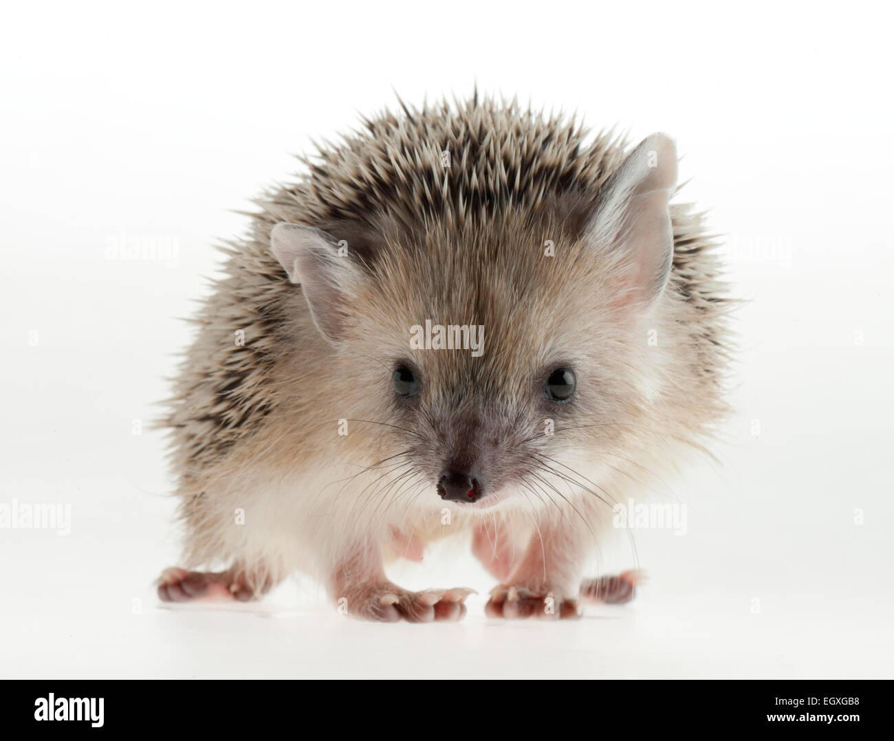 Riccio fotografico in studio. Foto Stock