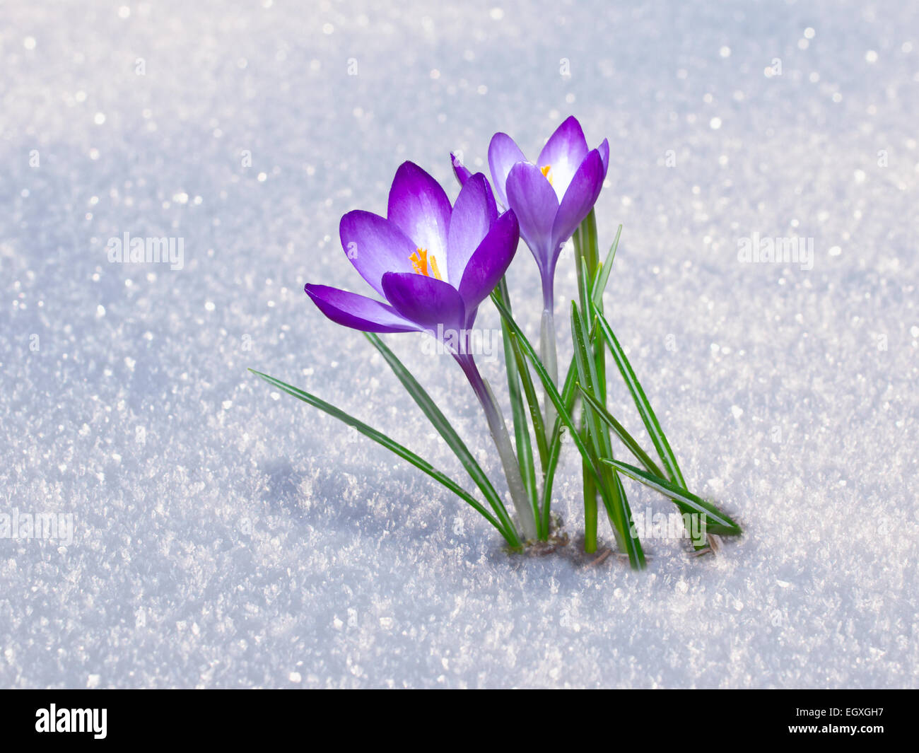 Il Tulipano Che Fiorì Tra La Neve