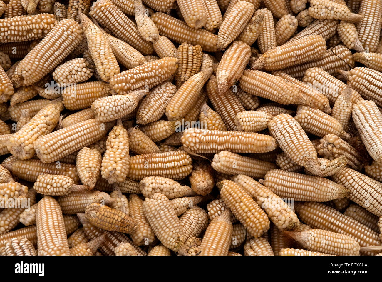 Foto di pannocchie di granoturco da vicino. Foto Stock