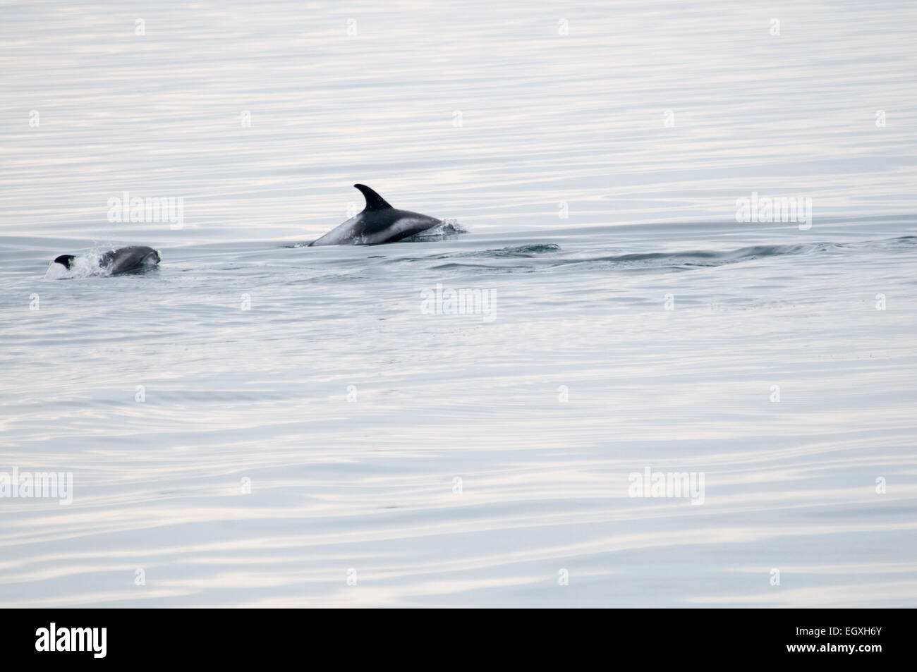 I delfini dal becco bianco nuoto vicino a Reykjavik nel Nord Atlantico Oceano Islanda. Ein Weißschnauzendelfin Nordatlantik im. Foto Stock