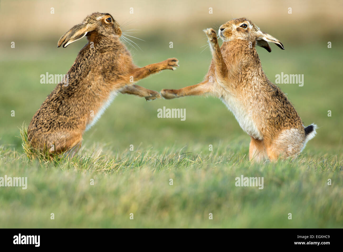 Brown lepre (Lepus europaeus) permanente e la boxe durante la stagione di accoppiamento in Marzo Foto Stock