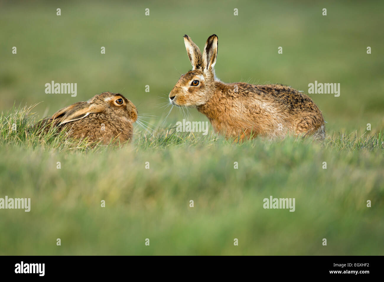 Brown lepre (Lepus europaeus) coppia maschio femmina di avvicinamento durante la stagione di accoppiamento in Marzo Foto Stock