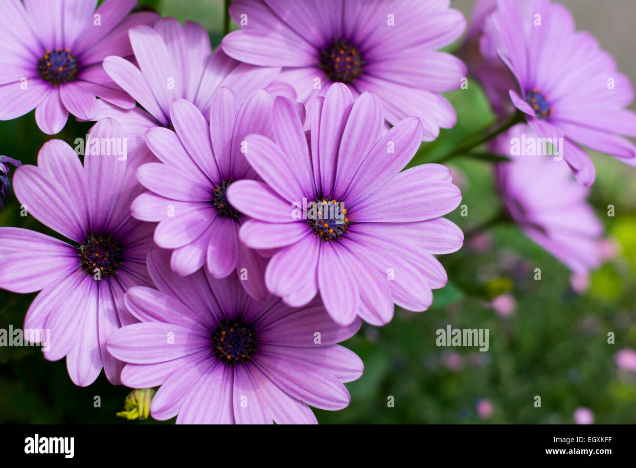 Viola minuscoli fiori Foto Stock