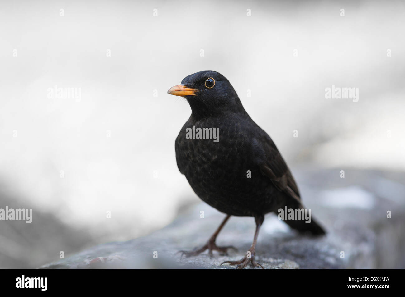 Merlo maschio isolato nella neve sulla parete Foto Stock