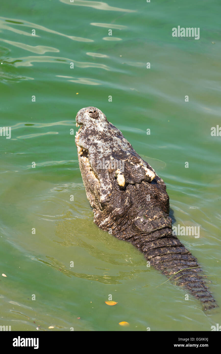 La testa di un coccodrillo in acqua Foto Stock