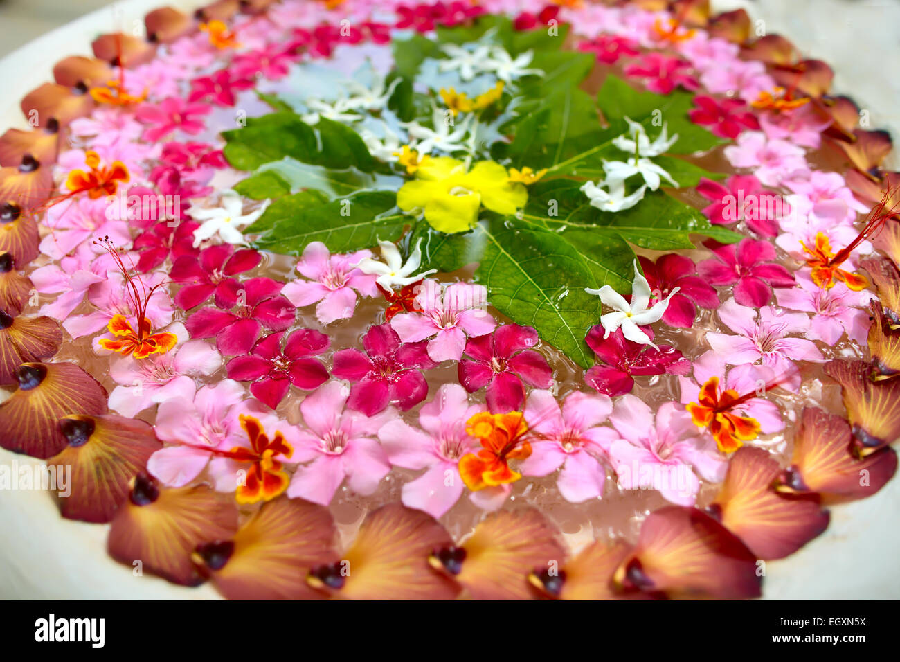 Bellissimi fiori orientali Foto Stock