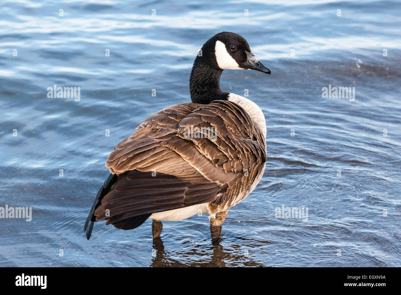 Solo Canada Goose con increspato le piume in piedi in acqua poco profonda. Foto Stock