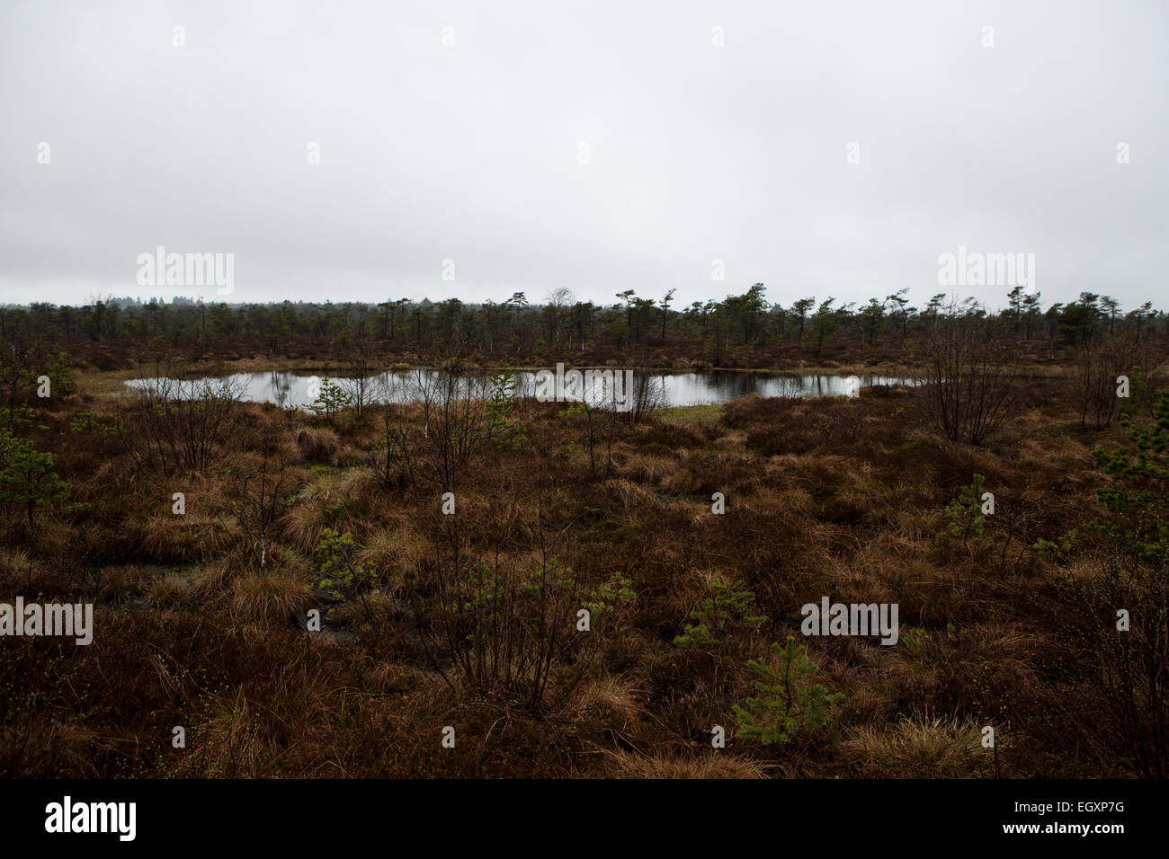 Bog pont circondato dalla tipica vegetazione. Rhoen montagne, Germania Foto Stock