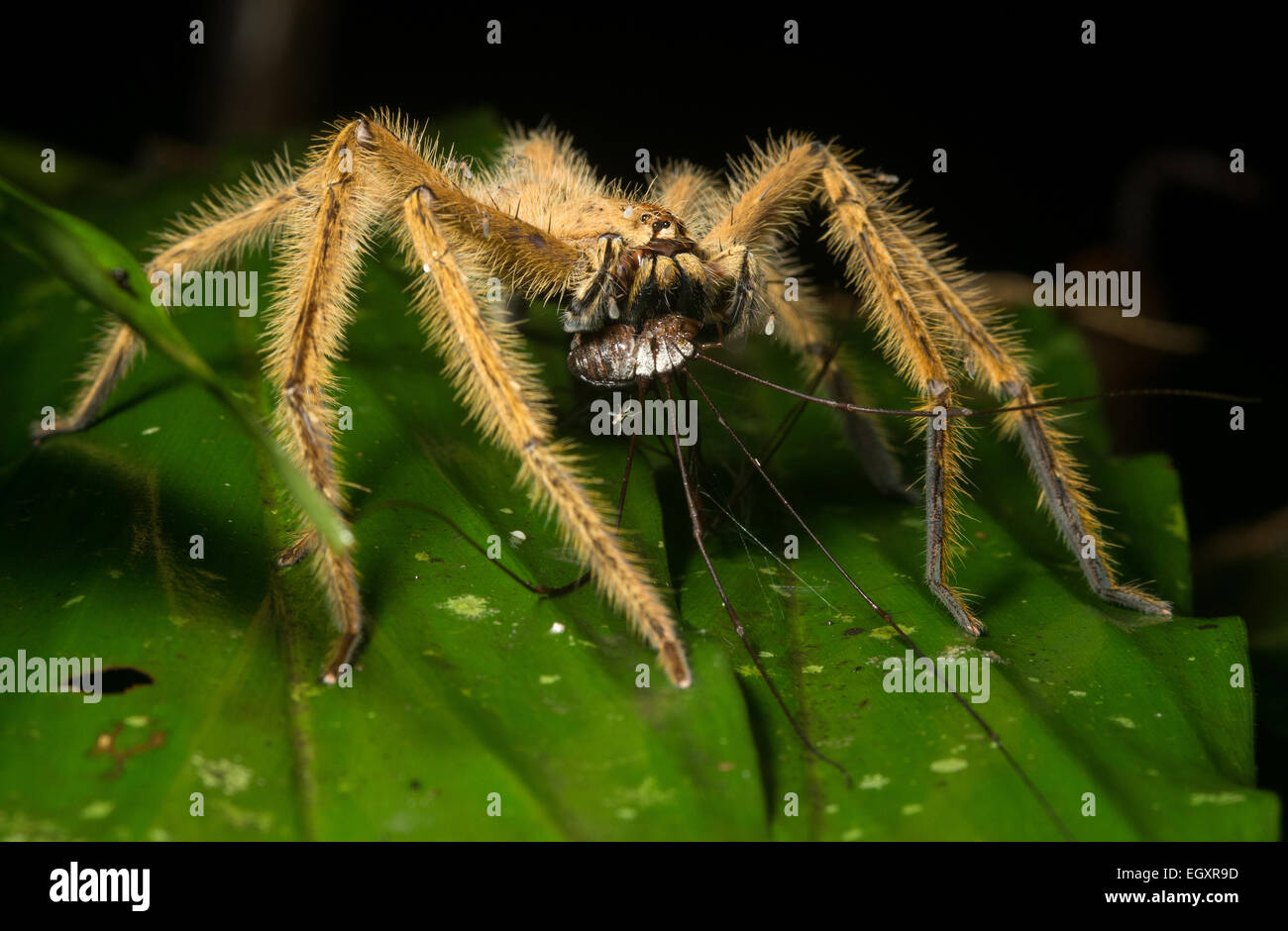 Un huntsman spider (Heteropoda davidbowie) feste su uno sfortunato harvestman. Foto Stock