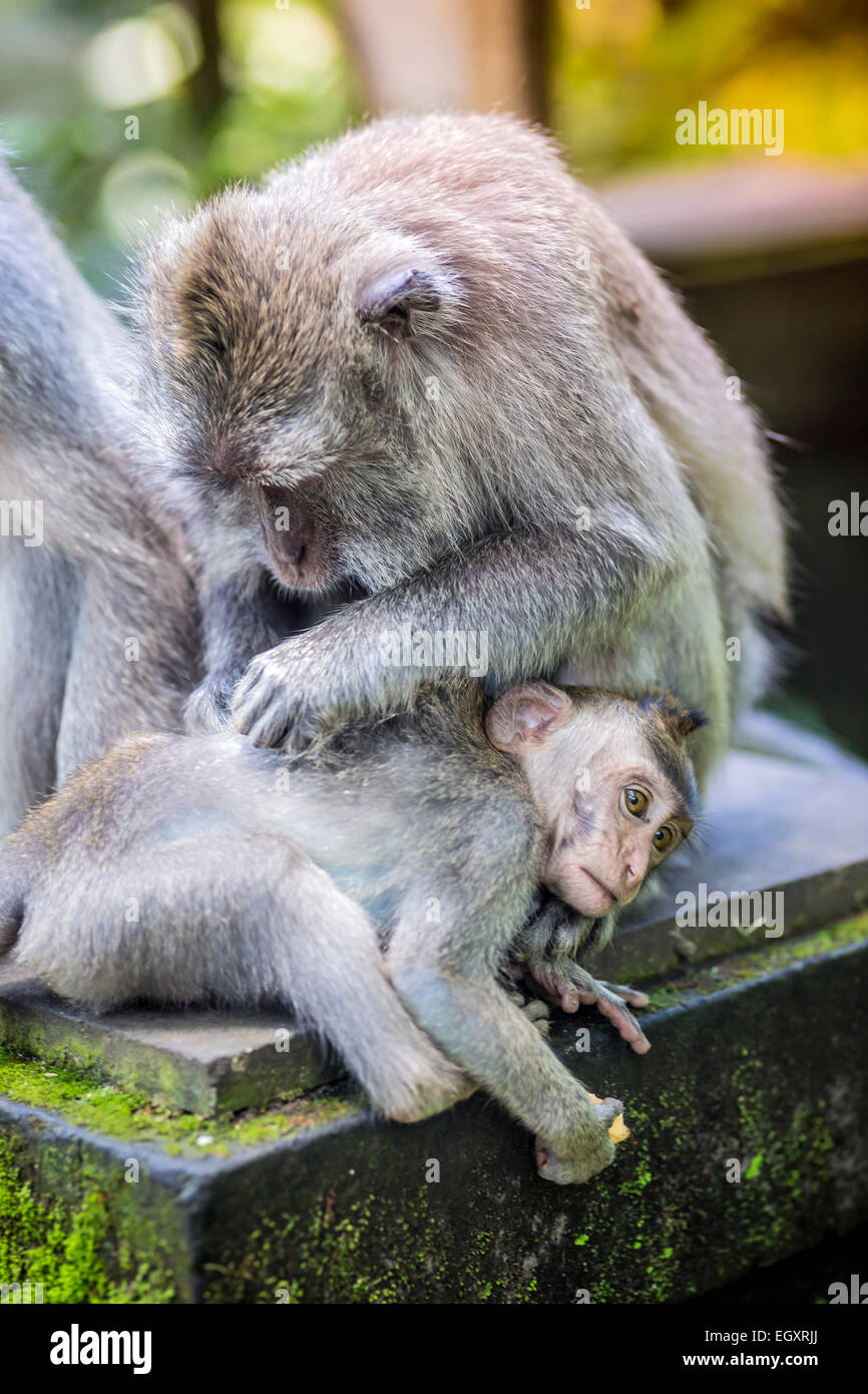 Lunga coda Macaque con il suo bambino , Sacro Monkey Forest, Ubud. Bali, Indonesia Foto Stock