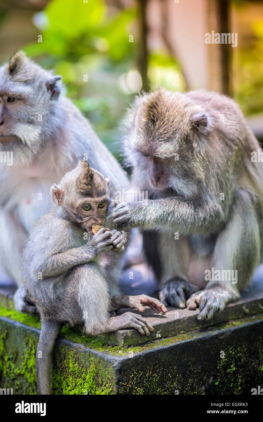 Lunga coda Macaque con il suo bambino , Sacro Monkey Forest, Ubud. Bali, Indonesia Foto Stock