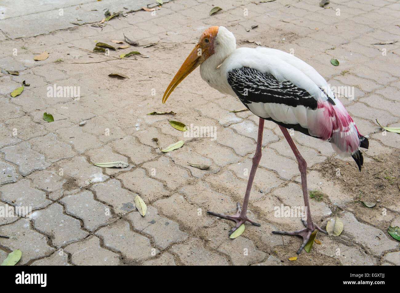 Grande Uccello a piedi affamati di cibo lungo le gambe Foto Stock