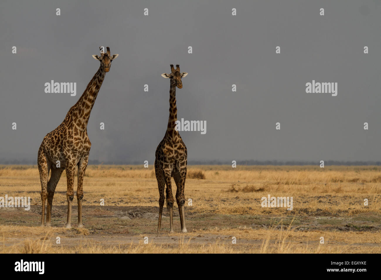 Maasai giraffe, o il Kilimanjaro giraffe (Giraffa camelopardalis tippelskirchi) Foto Stock