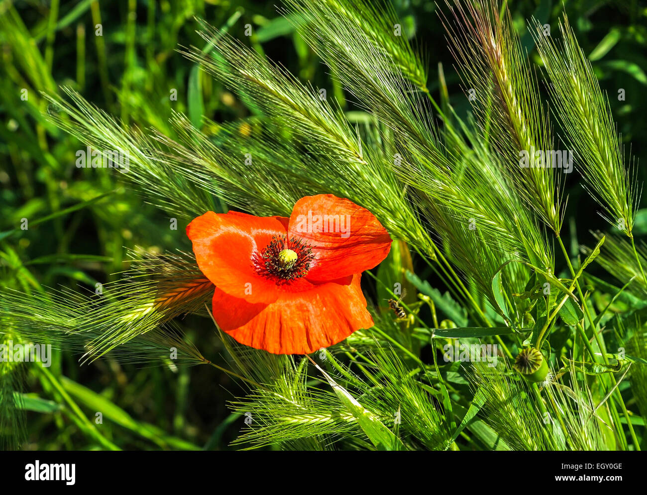 Fiore di papavero nel campo di grano Foto Stock