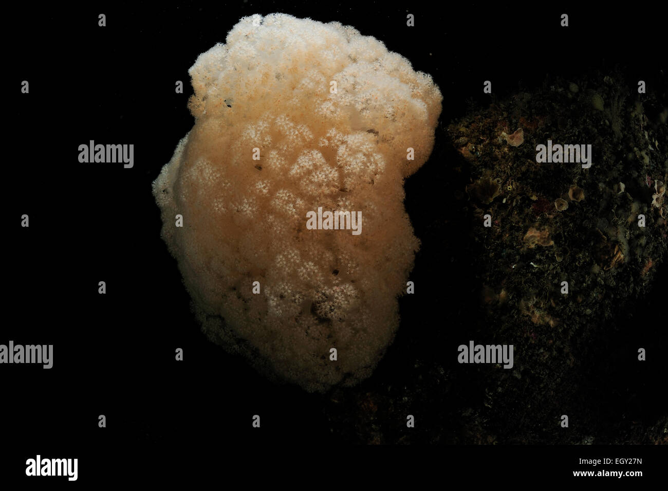 Il Gambero di coralli molli (Capnella glomerata), Oceano Atlantico, Strømsholmen, a nord-ovest della Norvegia | Weichkoralle (Capnella glomerata) s Foto Stock