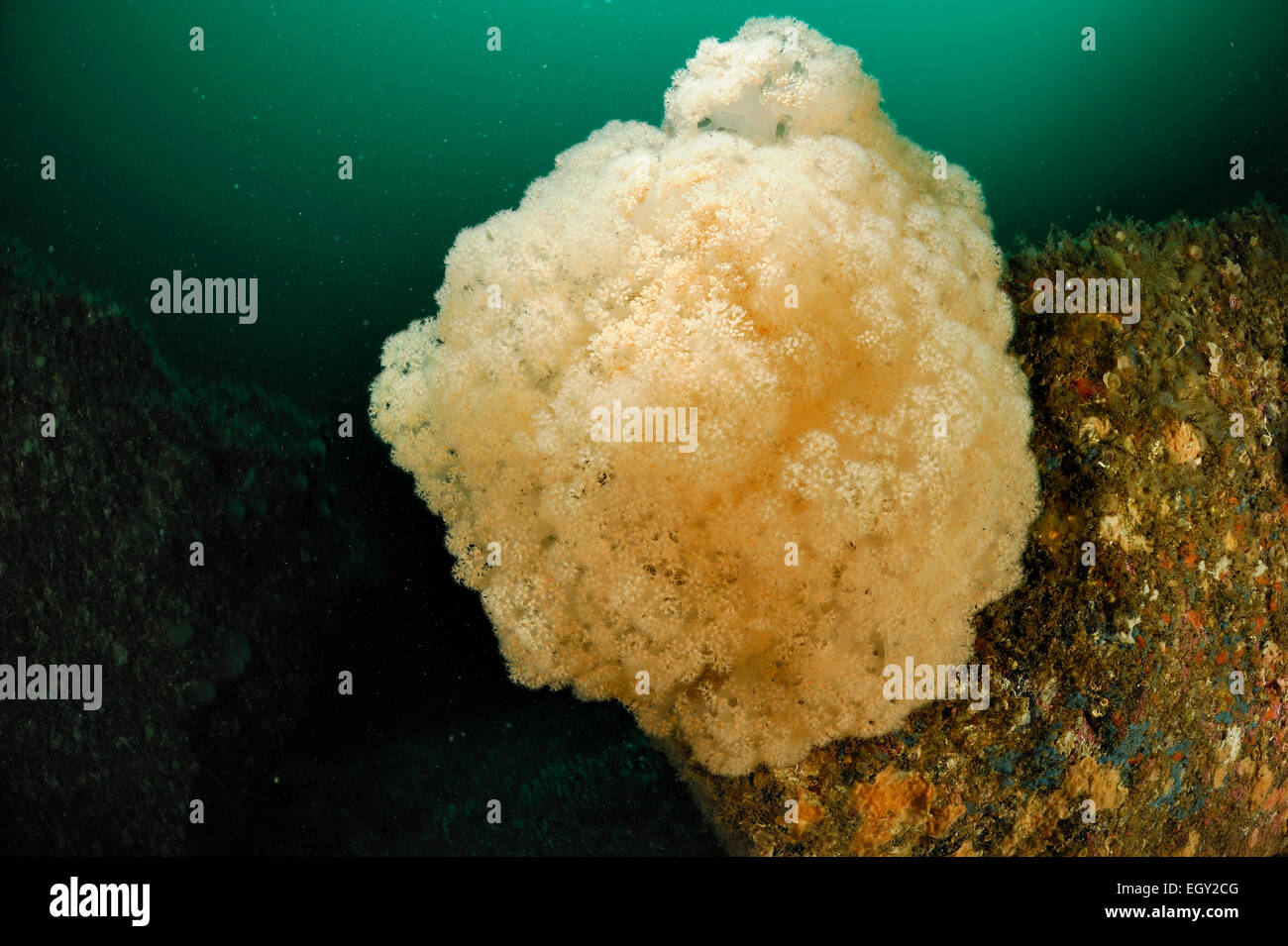 Il Gambero di coralli molli (Capnella glomerata), Oceano Atlantico, Strømsholmen, a nord-ovest della Norvegia [dimensioni dell unico organismo: 1,2 m] | Di Foto Stock