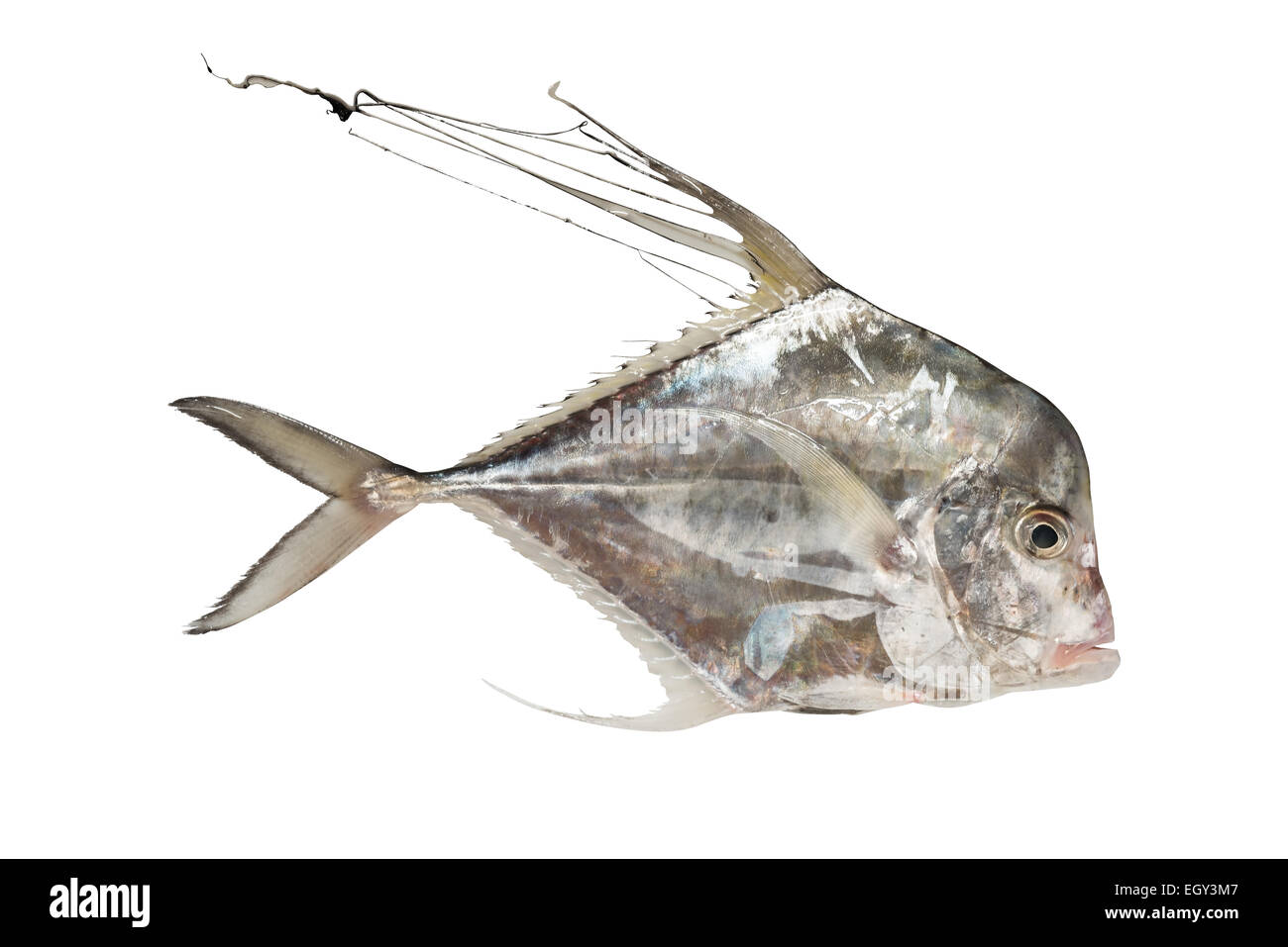 African pompano alectis ciliaris immagini e fotografie stock ad alta