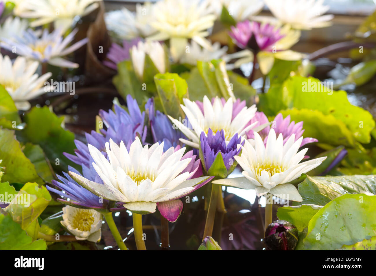 Fiore di loto , fiore di loto piante Foto Stock