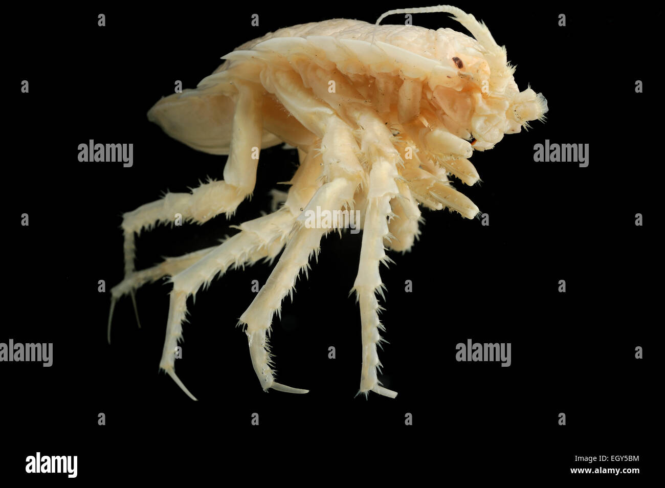 Isopod (Glyptonotus antarcticus) la foto è stata scattata in collaborazione con il Museo di Zoologia dell'Università di Amburgo | Meeresasse Foto Stock