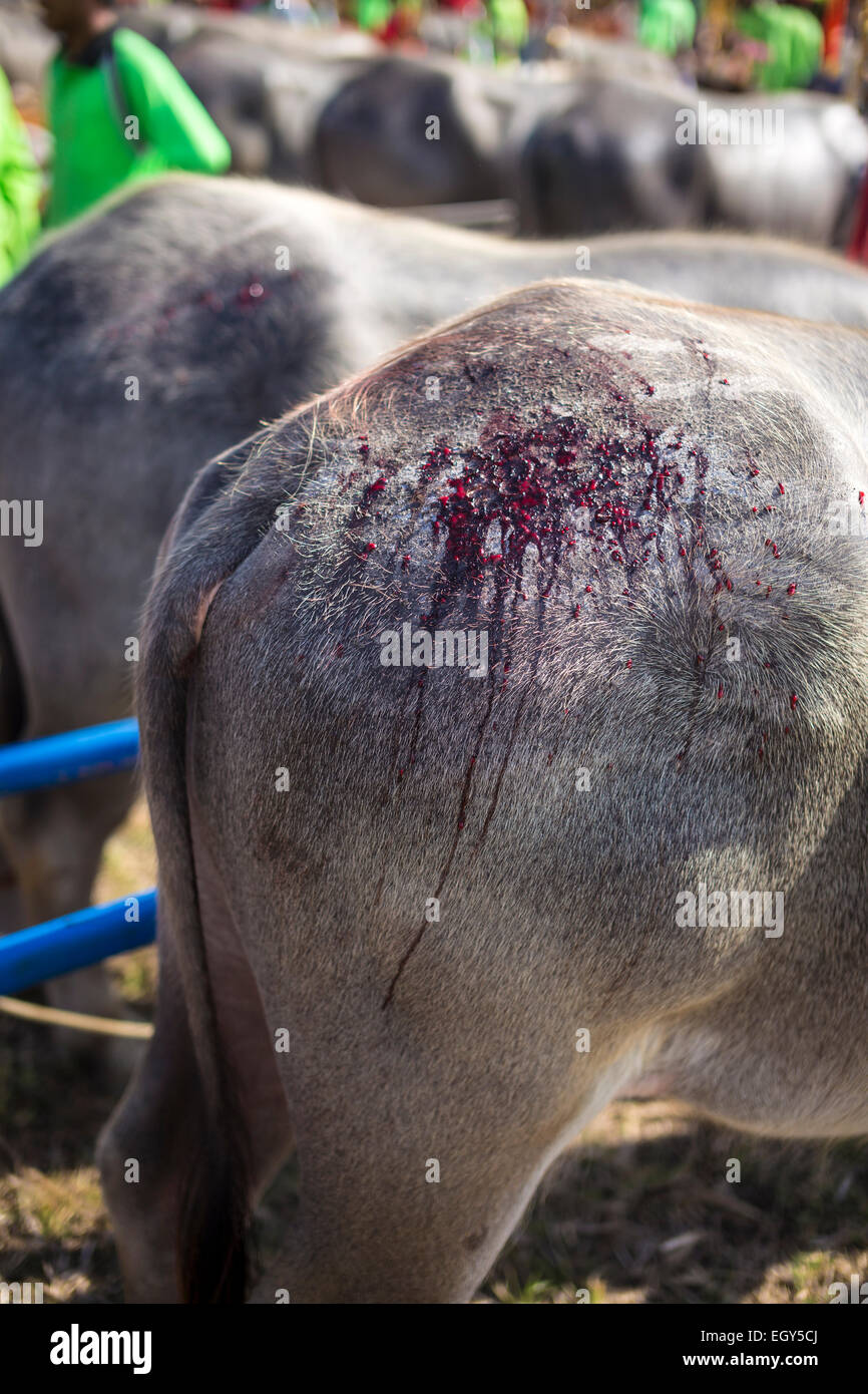 Bufalo gara.isola di Bali.Indonesia. Foto Stock