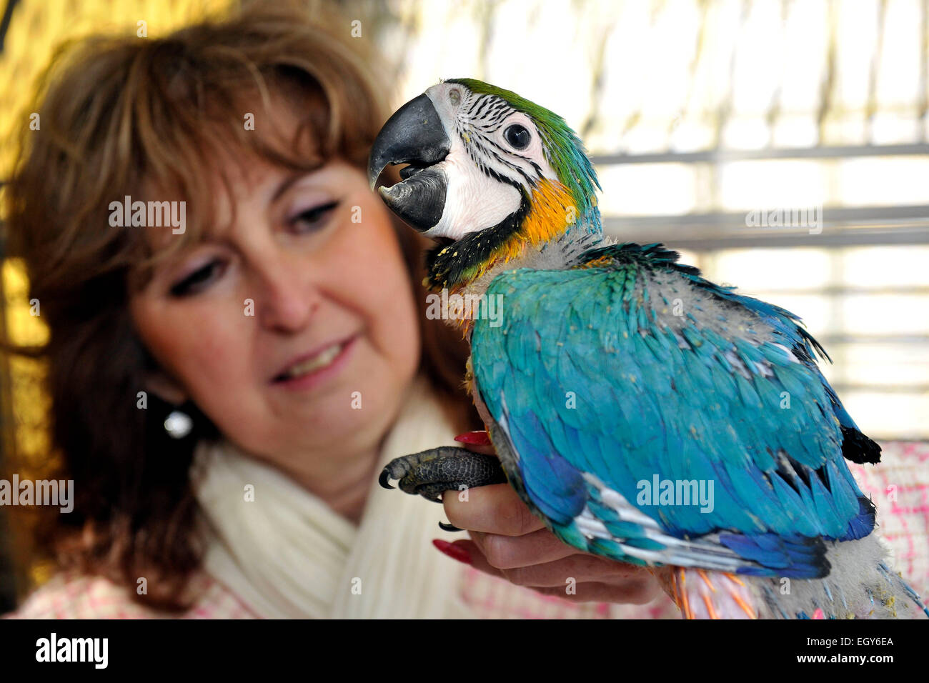 Repubblica ceca. 1 Mar, 2015. Prima Repubblica Ceca parrot zoo garden in Bosovice inizia la nuova stagione, in Repubblica Ceca, 1 marzo 2015. Area del zoo dovrebbe evocare atmosfera di foresta pluviale tropicale. Coppia sposata Hana e Vlastimil Skrhak sono per la prima volta nella Repubblica ceca, che razza 28 specie di pappagallo e complessivamente hanno 150 pappagalli. Nella foto si vede il 45-giorni-vecchio pulcino di blu e giallo Macaw (ara ararauna). © Vaclav Salek/CTK foto/Alamy Live News Foto Stock