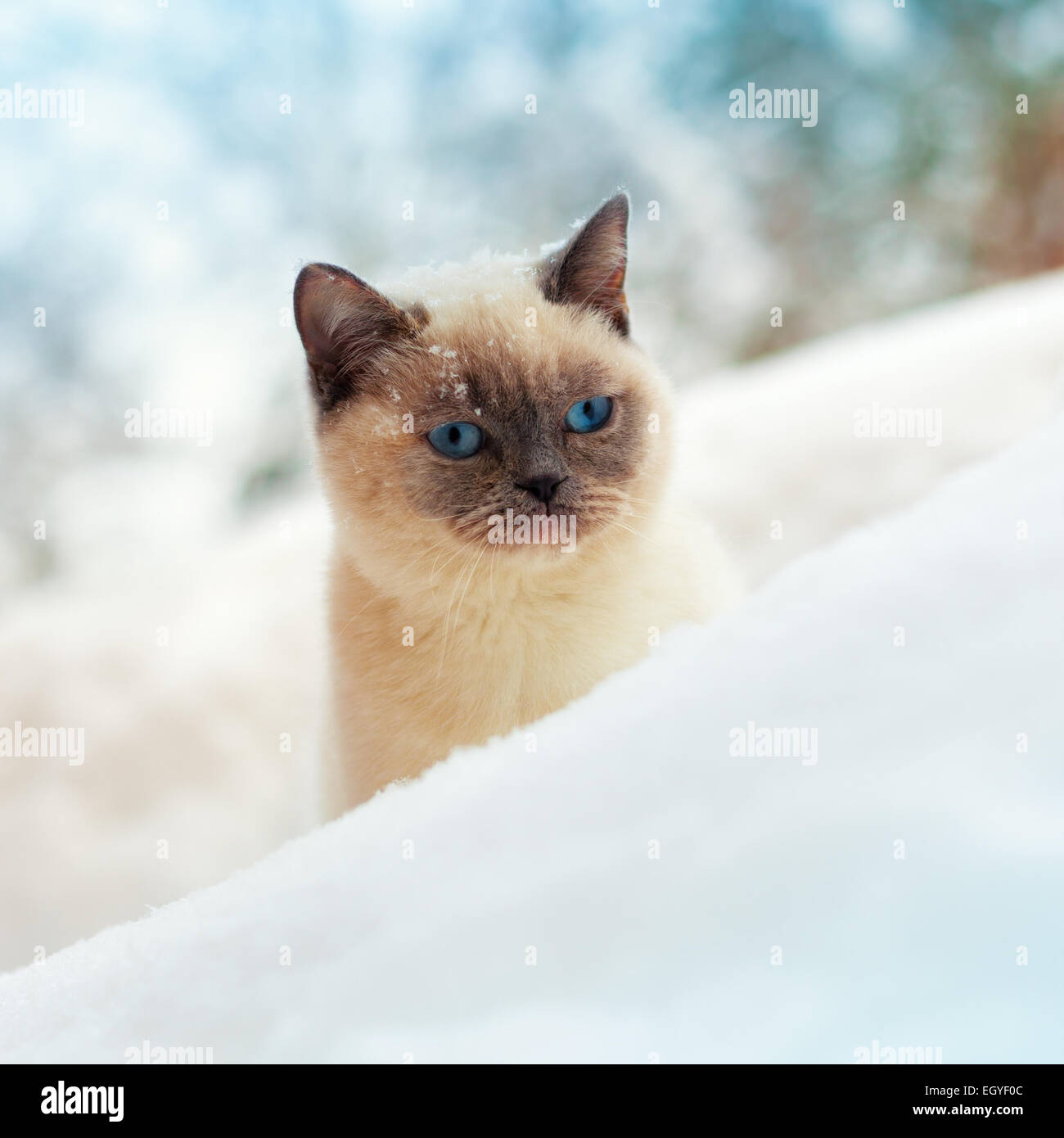 Simpatico gatto siamese gatto a piedi nella neve Foto Stock