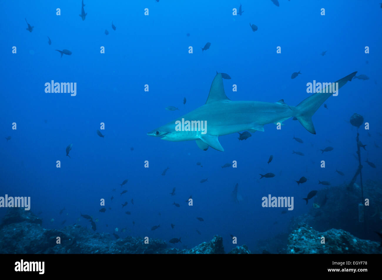 Dentellata (a testa di martello Sphyrna lewini), Cocos Island, Costa Rica Foto Stock
