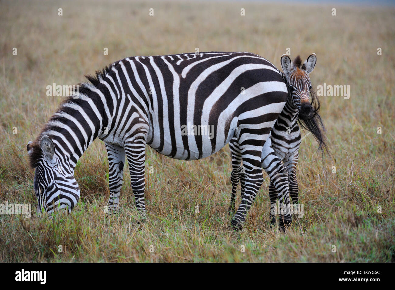 Le pianure zebre (Equus guagga), il mare e il puledro, il puledro di nascondersi dietro la sua madre, guardando con cautela Foto Stock