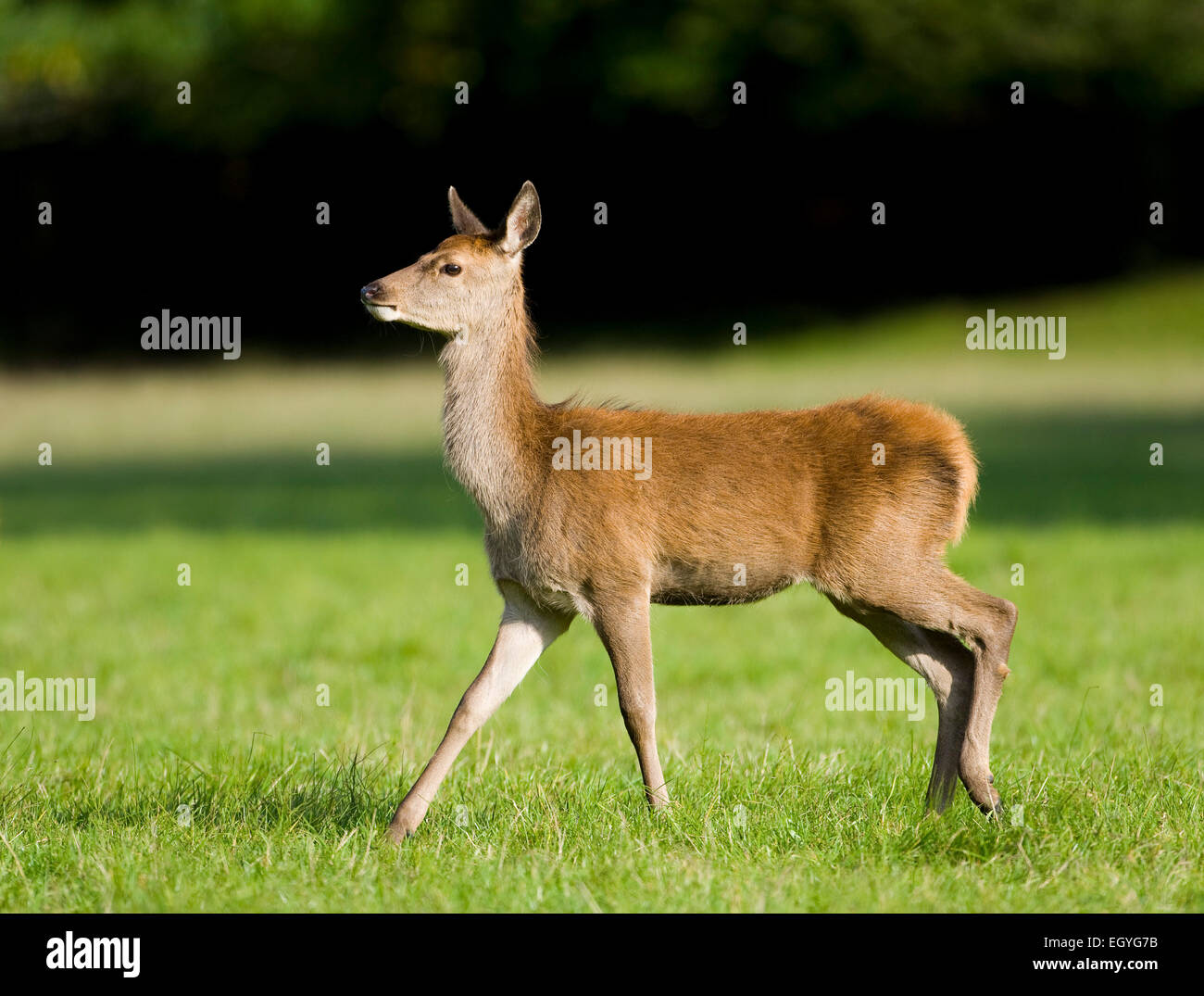 Il cervo (Cervus elaphus), i vecchi fulvo, captive, Baviera, Germania Foto Stock