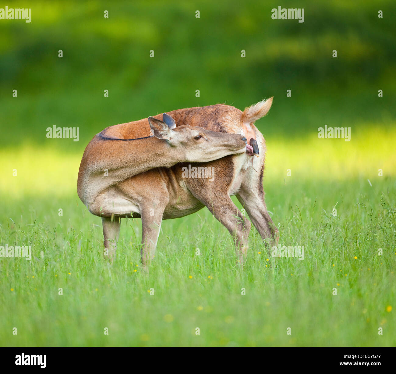 Il cervo (Cervus elaphus), hind poco prima della nascita di un vitello, captive, Baviera, Germania Foto Stock