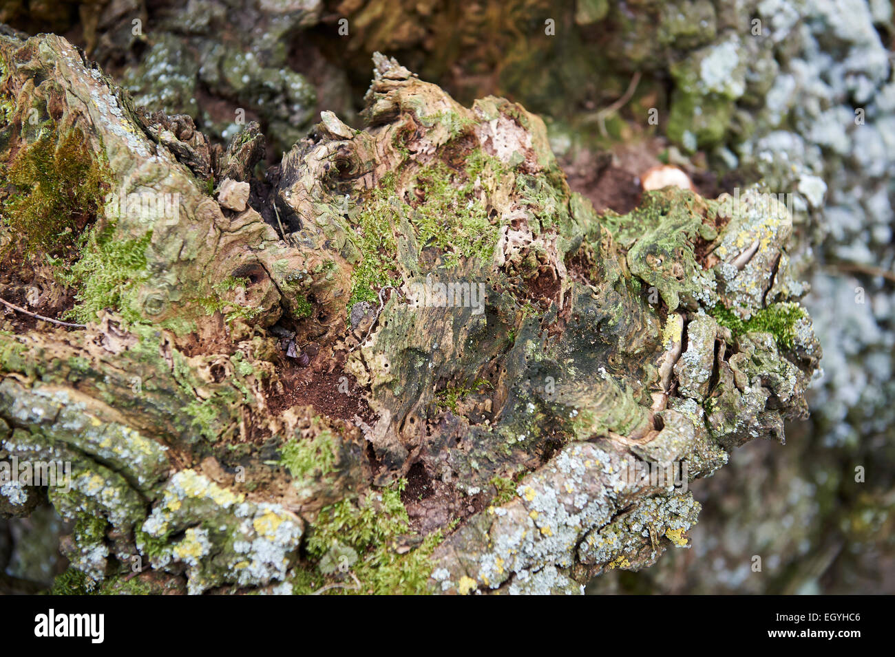 Un decadimento antico tronco di albero coperte di muschio, licheni e funghi. Foto Stock