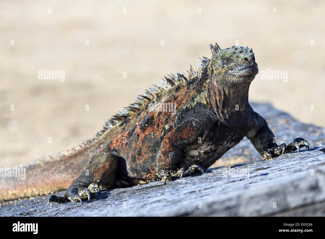 Ecuador Isole Galapagos, Santiago, Puerto Egas, Marine iguana, Amblyrhynchus cristatus, seduta su pietra Foto Stock