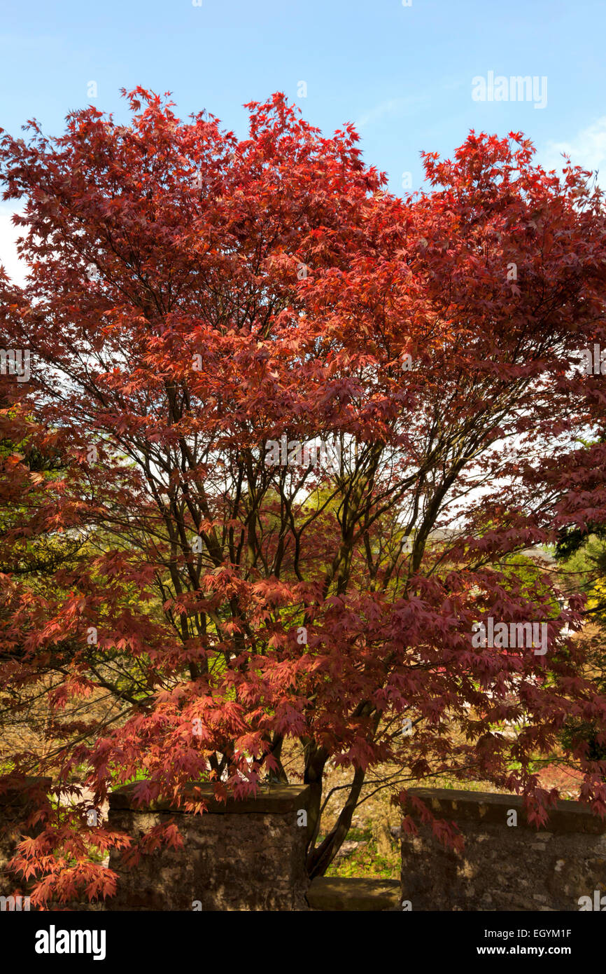 Il tempo primaverile e le splendide fogliame in roccia calcarea giardino del castello di Sizergh, Kendal Cumbria, Lake District, Inghilterra. Foto Stock